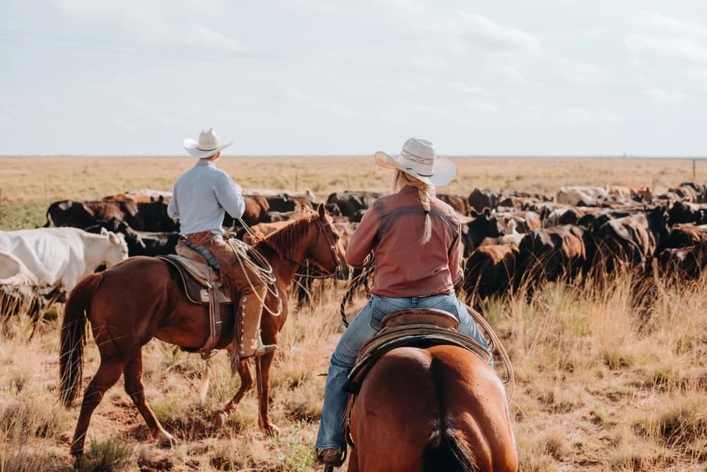 Two ranchers on horseback herding cattle