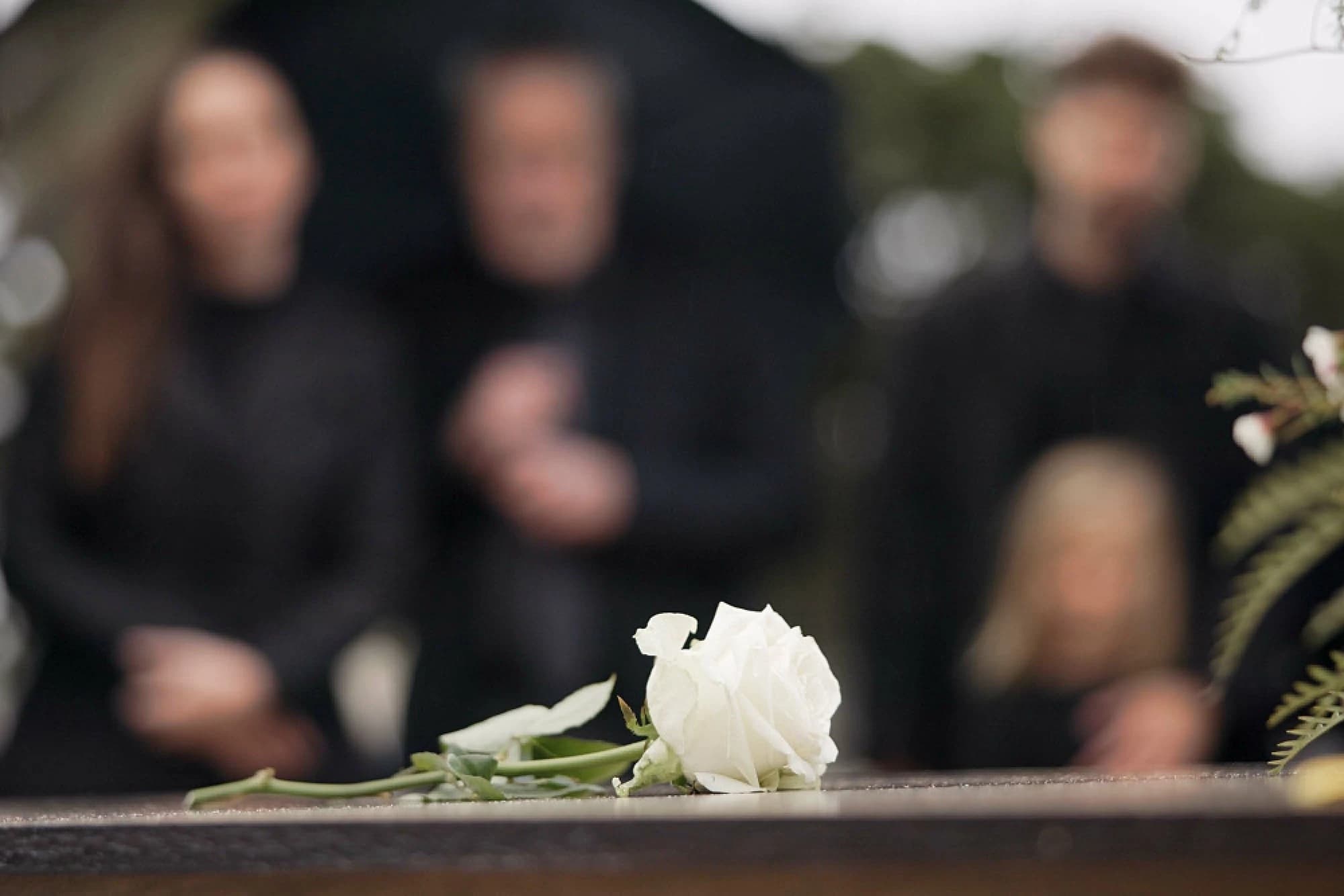 A white rose laid on a coffin with funeral attendees in the background